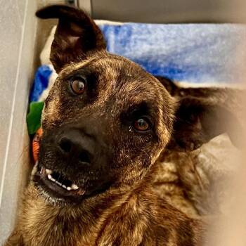 Delta Dawn -  Mixed Breed Dog for Adoption in Marshall, Virginia - Delta Dawn | PetCurious