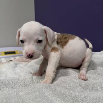 Mixed Breed Dogs Available for Adoption - Jovie | PetCurious