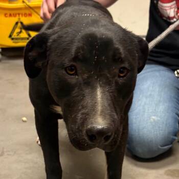 Pit Bull Terrier Dogs Available for Adoption in Yuma, Arizona - Mia | PetCurious