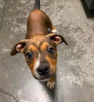Victoria -  Mixed Breed Dog Available for Adoption in Henderson, North Carolina - Victoria | PetCurious