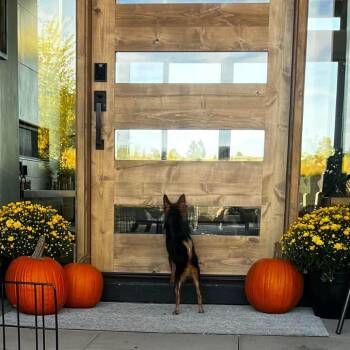 Pixie (formerly Rachel) -  Terrier and Mixed Breed Dog for Adoption in Bend, Oregon - Pixie (formerly Rachel) | PetCurious