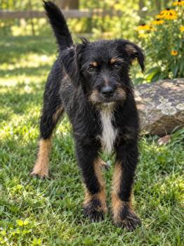 Tashi -  Shih Tzu and Lhasa Apso Dog for Adoption in Brownstown, Indiana - Tashi | PetCurious