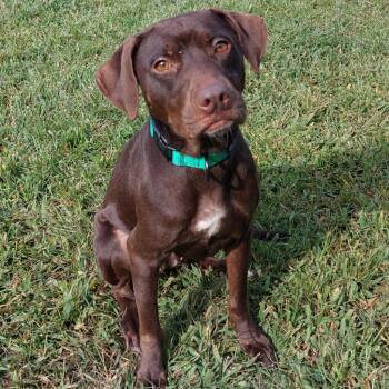 Lizzie -  Retriever and Mixed Breed Dog for Adoption in Chesapeake, Virginia - Lizzie | PetCurious