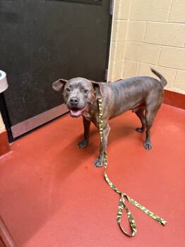 Rescue Mixed Breed Dogs for Adoption in Douglasville, Georgia - Zach (Max) | PetCurious