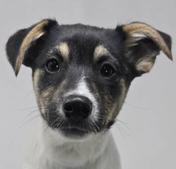 Husky Dogs Available for Adoption - Belmont | PetCurious