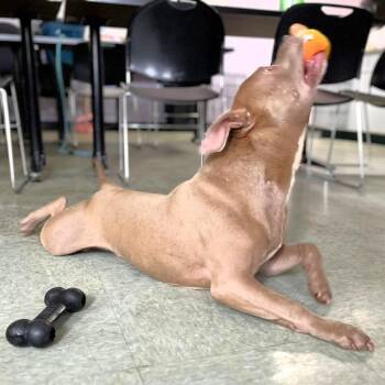 Barkley -  Pit Bull Terrier Dog Available for Adoption in Michigan City, Indiana - Barkley | PetCurious