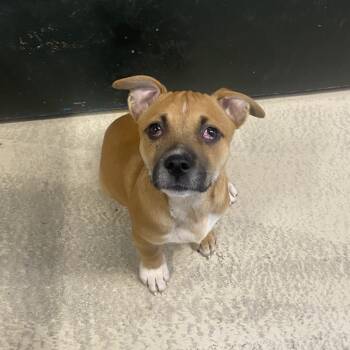 Rescue Black Mouth Cur Dogs for Adoption in Leesburg, Florida - Cherry | PetCurious