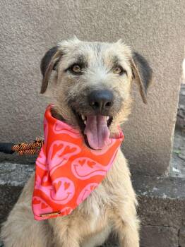 Terrier and Greyhound Dogs Available for Adoption in Langley Township, British Columbia - AL | PetCurious