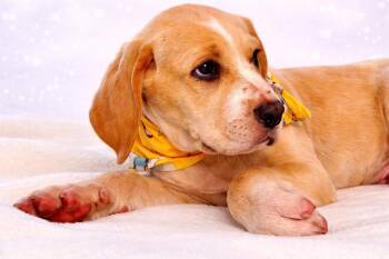 Treeing Walker Coonhound and Labrador Retriever Dogs Available for Adoption in Nahunta, Georgia - TIC TAC | PetCurious