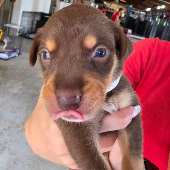 Gibson -  Mixed Breed Dog for Adoption in Leander, Texas - Gibson | PetCurious