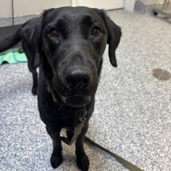 Gus -  Black Labrador Retriever Dog for Adoption in Great Falls, Montana - Gus | PetCurious