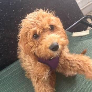 Leo -  Goldendoodle Dog for Adoption - Leo | PetCurious