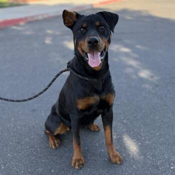OLIVE -  Rottweiler and Mixed Breed Dog for Adoption in Modesto, California - OLIVE | PetCurious
