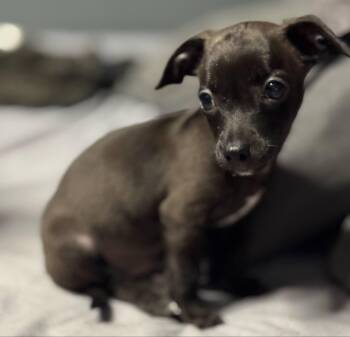 Rescue Chihuahua Dogs for Adoption in Shelby, North Carolina - Opie | PetCurious