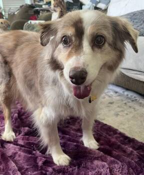 Casey #5259 -  Australian Shepherd Dog for Adoption in Ontario, California - Casey #5259 | PetCurious