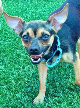 Chihuahua Dogs Available for Adoption in Cape Coral, Florida - Baby | PetCurious