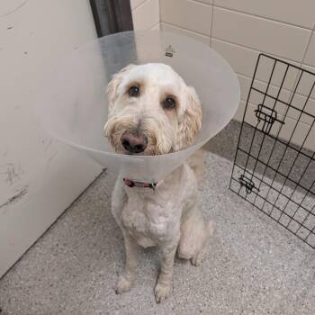 Poodle and Golden Retriever Dogs Available for Adoption in Detroit Lakes, Minnesota - Finn | PetCurious