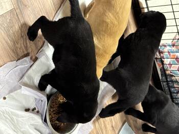 Black Labrador Retriever Dogs Available for Adoption - Able | PetCurious