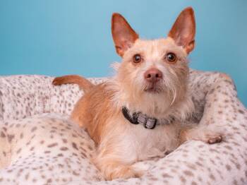 Norfolk Terrier Dogs Available for Adoption in Palo Alto, California - Hulu | PetCurious