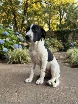 Barley -  Mixed Breed Dog for Adoption in Groveland, Massachusetts - Barley | PetCurious