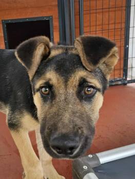 German Shepherd Dog Dogs Available for Adoption in Crescent City, California - Flash | PetCurious