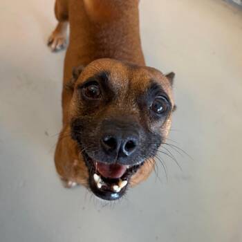 Gina -  Chihuahua Dog for Adoption in St. Augustine, Florida - Gina | PetCurious