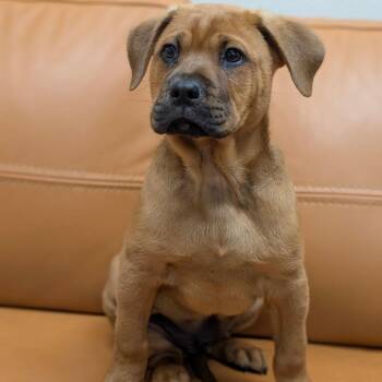 Chow Chow and Black Labrador Retriever Dogs Available for Adoption in Parker, Colorado - 576  (2026) Snicker | PetCurious