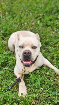 OLEK -  Cane Corso Dog for Adoption in Lake In The Hills, Illinois - OLEK | PetCurious