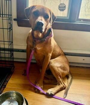 Labrador Retriever and Black Mouth Cur Dogs Available for Adoption - THEO -Fostered In CT!! | PetCurious