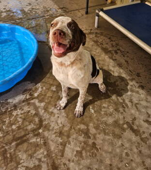 Rescue Cattle Dog Dogs for Adoption in El Centro, California - Roxanne | PetCurious