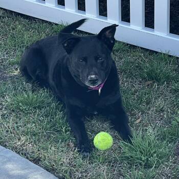 Mixed Breed Dogs Available for Adoption - Nattie - 8-10 Yo Senior In Foster Home  | PetCurious