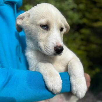 Husky and Shepherd Dogs Available for Adoption in Eastford, Connecticut - NY Daiquiri Avail May 9 (Carmel NY Fire Dept) | PetCurious