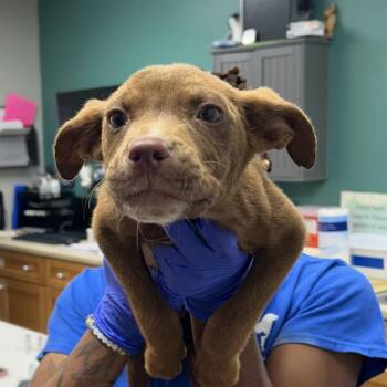 Tyrone -  Pit Bull Terrier Dog for Adoption in Starkville, Mississippi - Tyrone | PetCurious