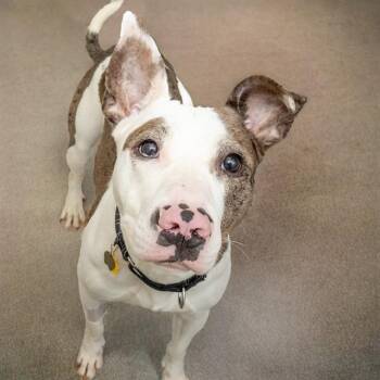 Pit Bull Terrier and Australian Cattle Dog Blue Heeler Dogs Available for Adoption in St. Louis, Missouri - BRUCE | PetCurious