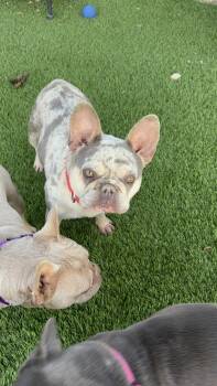 Jett -  French Bulldog Dog for Adoption in Mesa, Arizona - Jett | PetCurious