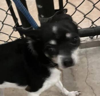 BAGLE -  Mixed Breed Dog for Adoption in Dallas, Texas - BAGLE | PetCurious