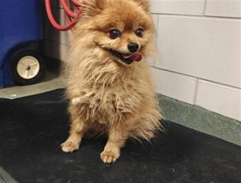 TRAVIEZA -  Pomeranian Dog for Adoption in Santa Fe, New Mexico - TRAVIEZA | PetCurious