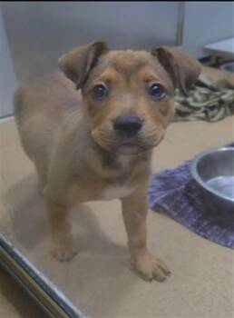 TRUFFLE -  Pit Bull Terrier and Mixed Breed Dog for Adoption in St. Peters, Missouri - TRUFFLE | PetCurious