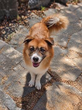 LIAM -  Border Collie Dog for Adoption in Johns Creek, Georgia - LIAM | PetCurious