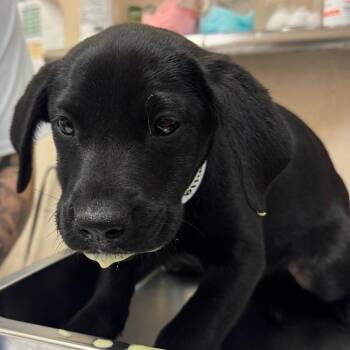 Terrier Dogs Available for Adoption in Birmingham, Alabama - Camilla | PetCurious