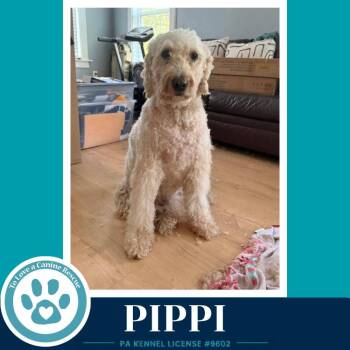 Labrador Retriever and Poodle Dogs Available for Adoption in Kimberton, Pennsylvania - Pippi 050926 | PetCurious