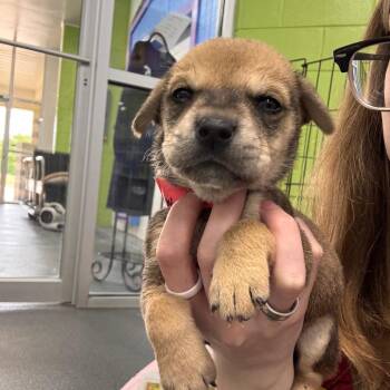 Terrier and Mixed Breed Dogs Available for Adoption in Montgomery, Alabama - Bettie | PetCurious