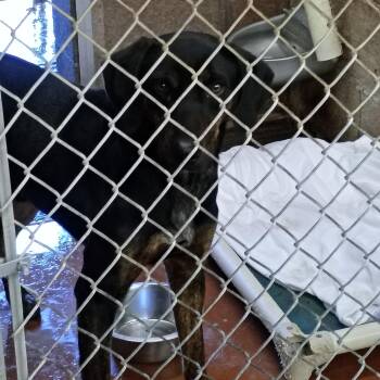 SCOUT -  Black Mouth Cur Dog for Adoption in Buckhannon, West Virginia - SCOUT | PetCurious