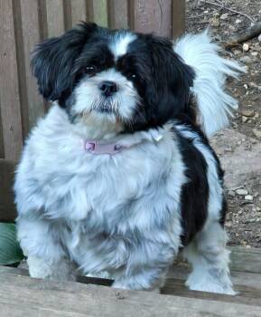 Daphne -  Shih Tzu Dog for Adoption in Hinckley, Illinois - Daphne | PetCurious