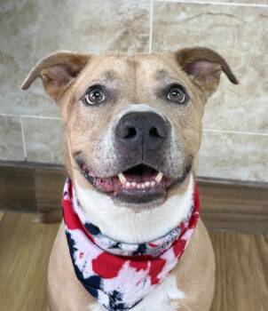 BISCOTTI -  Pit Bull Terrier and American Staffordshire Terrier Dog for Adoption - BISCOTTI | PetCurious
