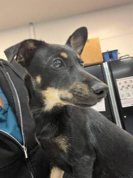 TRACIE -  Dachshund and Mixed Breed Dog for Adoption in Thousand Palms, California - TRACIE | PetCurious