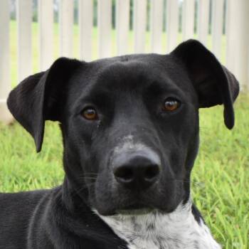 Rescue Mixed Breed Dogs for Adoption in Auburn, Nebraska - Zinnia | PetCurious
