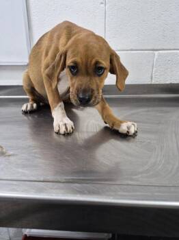 Sky -  Hound Dog for Adoption in Morristown, Tennessee - Sky | PetCurious