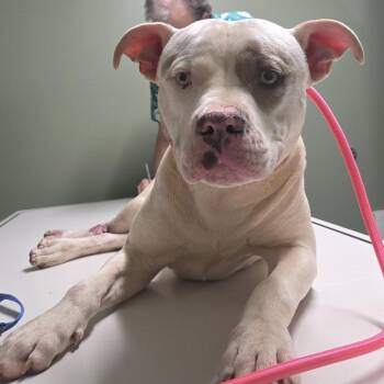 Pit Bull Terrier Dogs Available for Adoption in Columbia, South Carolina - Norris | PetCurious