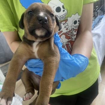 Flora -  Australian Cattle Dog Blue Heeler and Mixed Breed Dog for Adoption in Chapel Hill, North Carolina - Flora | PetCurious